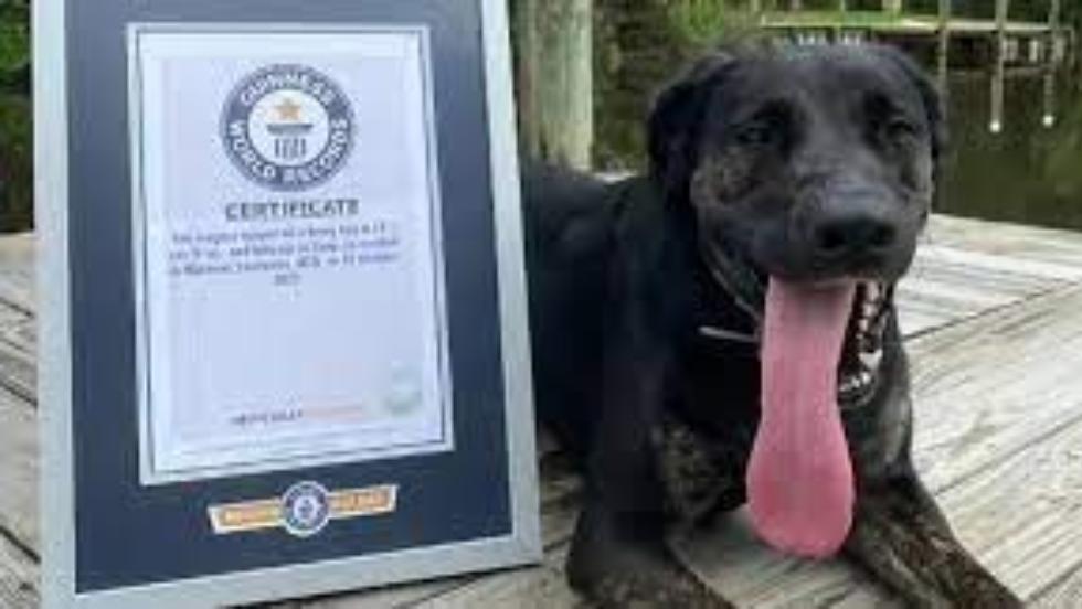 jabb Guinness-rekord: itt van Zoey, a vilg leghosszabb nyelv kutyja