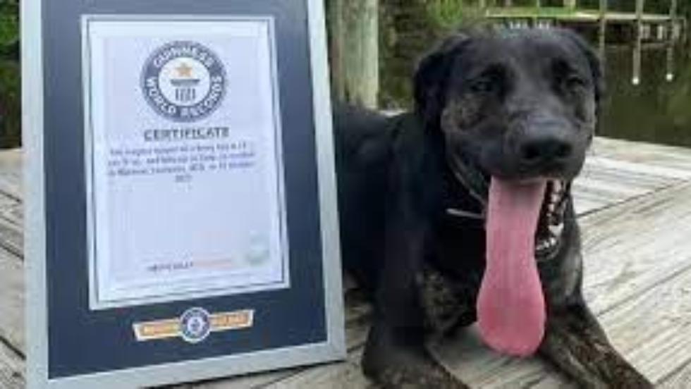 Újabb Guinness-rekord: itt van Zoey, a világ leghosszabb nyelvű kutyája Újabb Guinness-rekord: itt van Zoey, a világ leghosszabb nyelvű kutyája