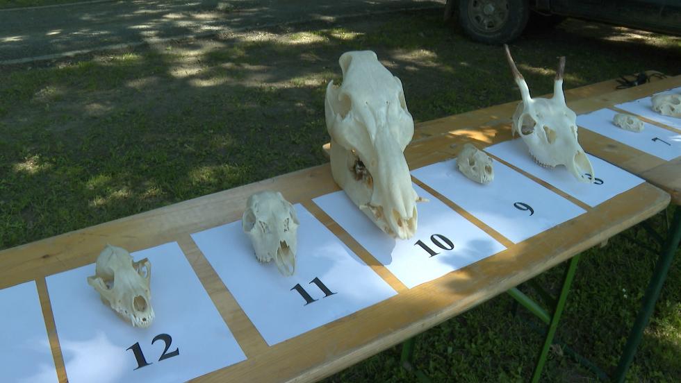 Vadászversenyt rendeztek a Sohollári-völgyben Vadászversenyt rendeztek a Sohollári-völgyben