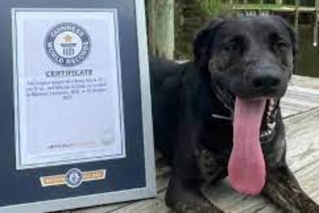 jabb Guinness-rekord: itt van Zoey, a vilg leghosszabb nyelv kutyja