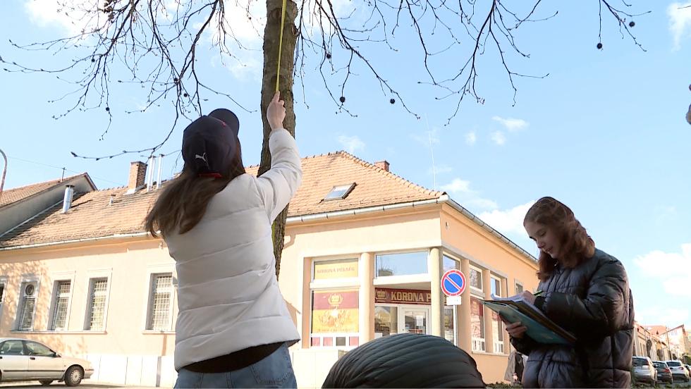 Készül a városi fakataszter Készül a városi fakataszter