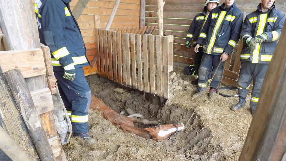 Bajba jutott lóért küzdöttek a tűzoltók Zalában Bajba jutott lóért küzdöttek a tűzoltók Zalában