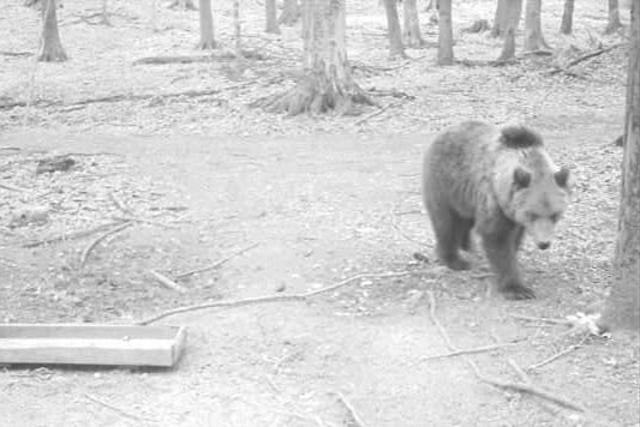 Medve kborol a Bkkben