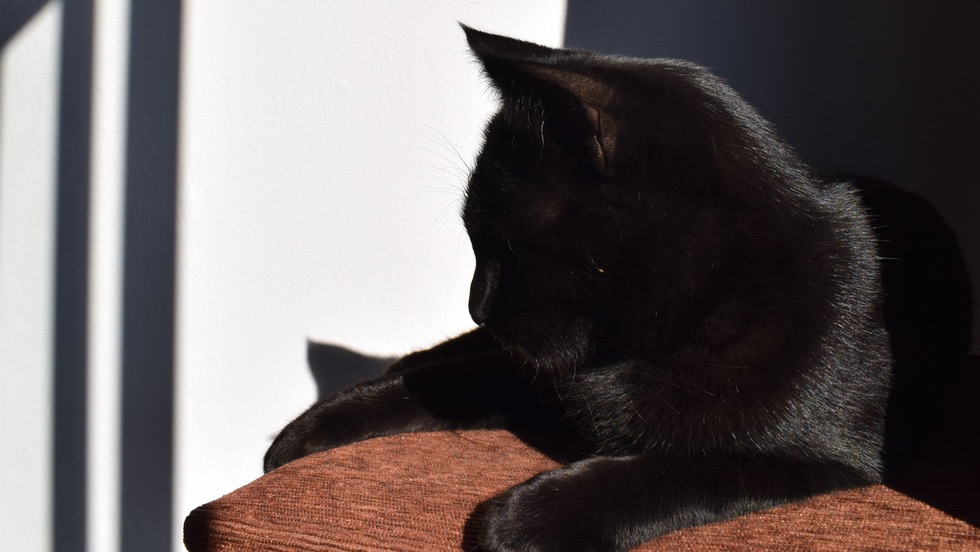 A szomor ok, amirt kevesen fogadnak rkbe fekete kutykat s macskkat