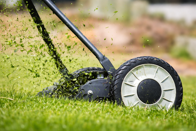 Szebb, mint a f�, de m�g locsolni �s ny�rni sem kell annyit - ezt telep�tse a kertj�be