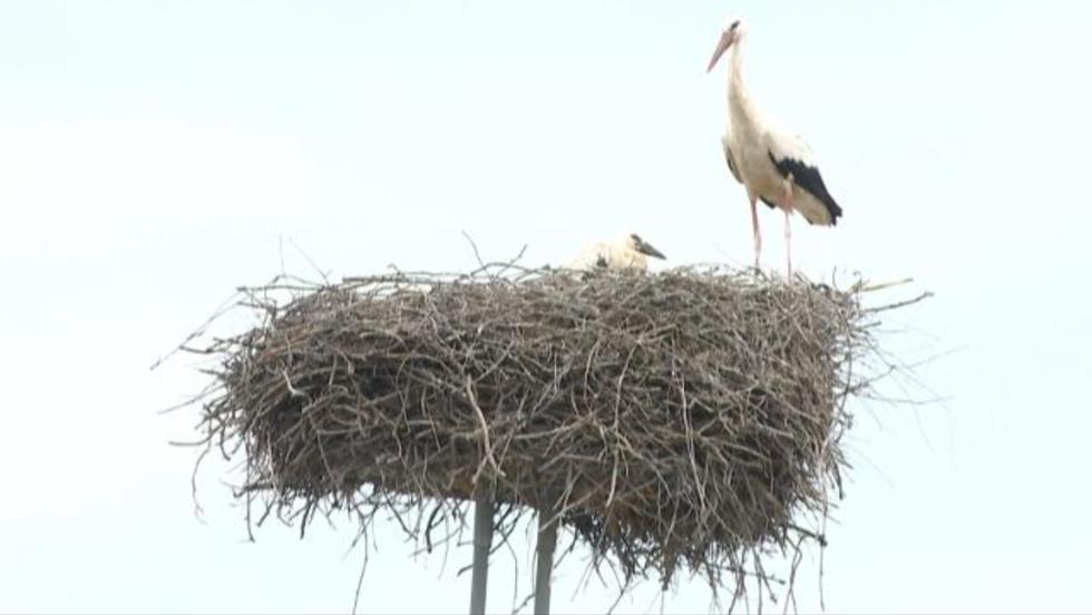 Megérkeztek az első gólyák Magyarországra Megérkeztek az első gólyák Magyarországra