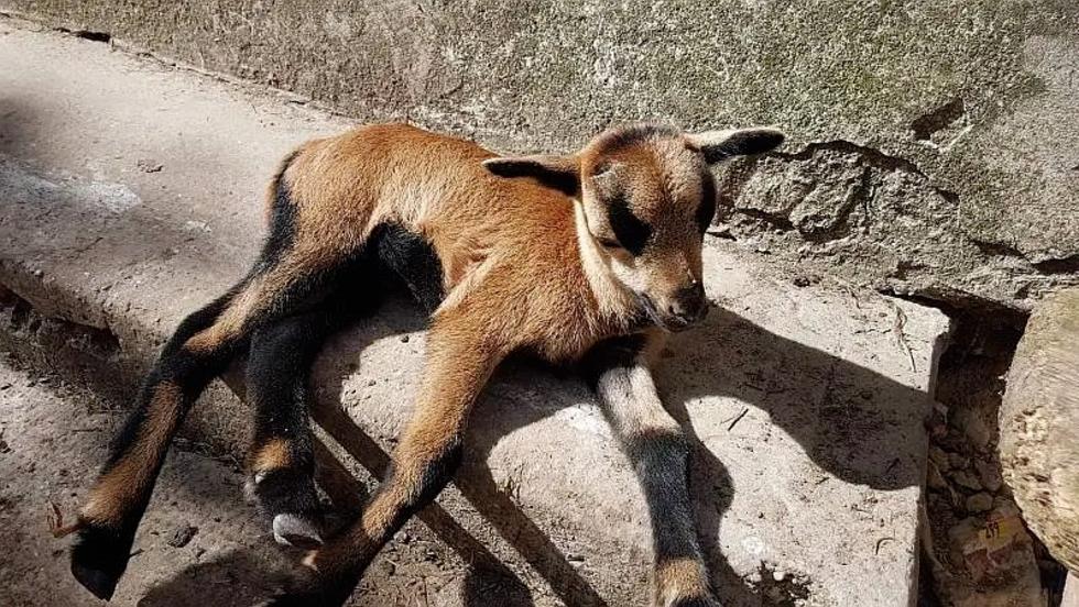 Kiskérődzők pestise – Három zalai telepen mutatták ki a vírust Kiskérődzők pestise – Három zalai telepen mutatták ki a vírust