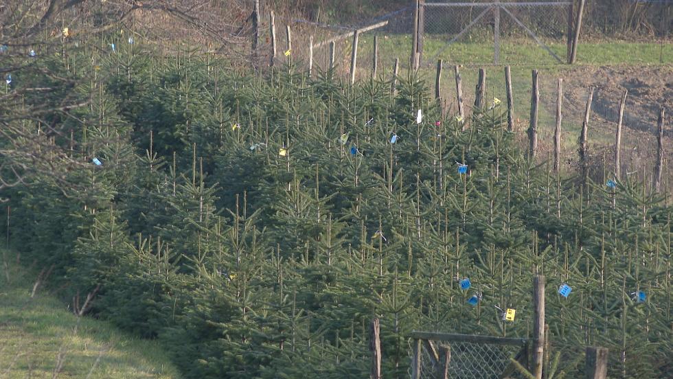 Elkezdődött a fenyőfák árusítása – idén nem emelkedtek az árak Elkezdődött a fenyőfák árusítása – idén nem emelkedtek az árak