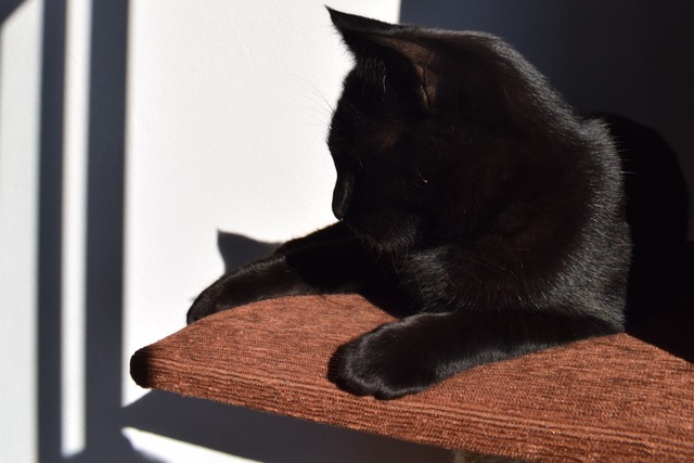 A szomor ok, amirt kevesen fogadnak rkbe fekete kutykat s macskkat