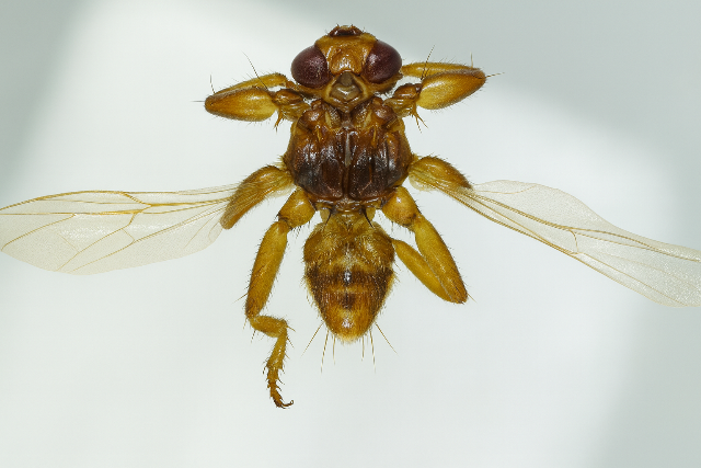 Újfajta rovarfajt azonosítottak Magyarországon Újfajta rovarfajt azonosítottak Magyarországon