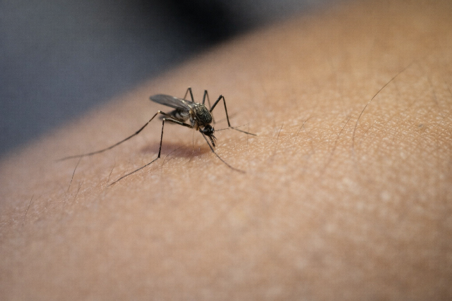 Indul a sz�nyoggy�r�t�s