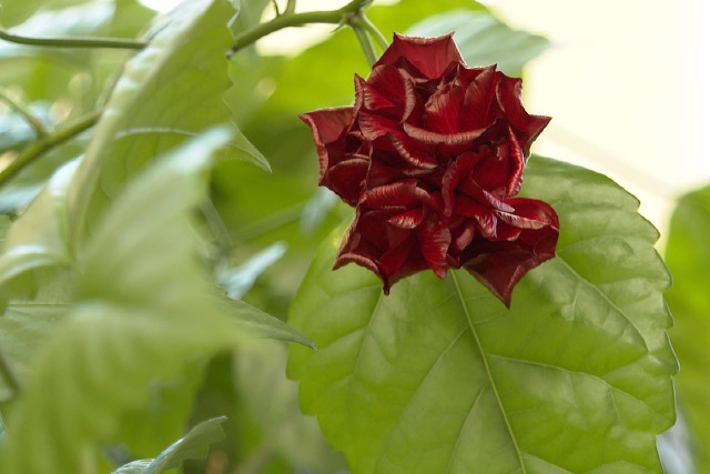 Ajándék hibiszkusz a Deák-könyvtárban Ajándék hibiszkusz a Deák-könyvtárban
