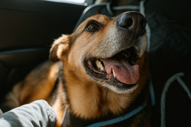 llatorvos hagyta kt kutyjt a tzforr kocsiban