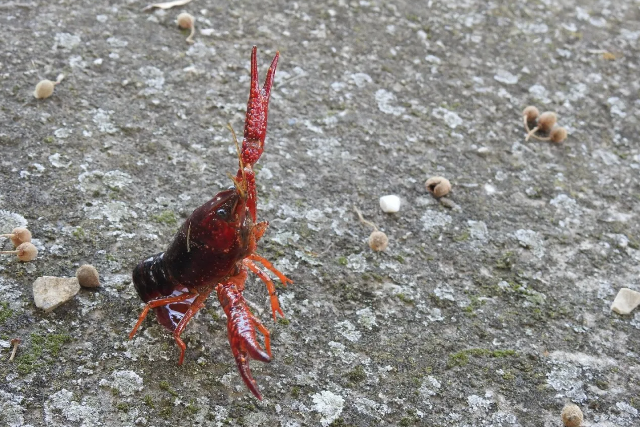 Idegenhonos rákfaj jelent meg a Balatonban Idegenhonos rákfaj jelent meg a Balatonban