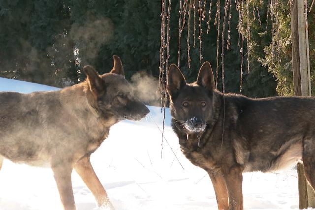 Mire figyelj�nk az extr�m hidegben az �llatok v�delme �rdek�ben?