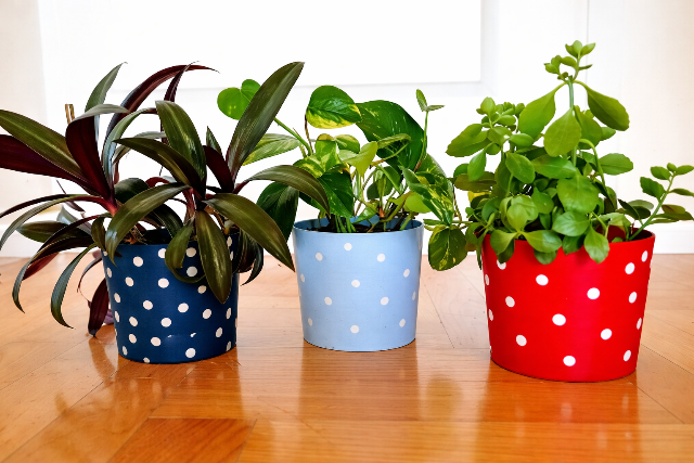 Tejf�l�s dobozb�l kasp� - fill�res megold�s n�v�nybar�toknak
