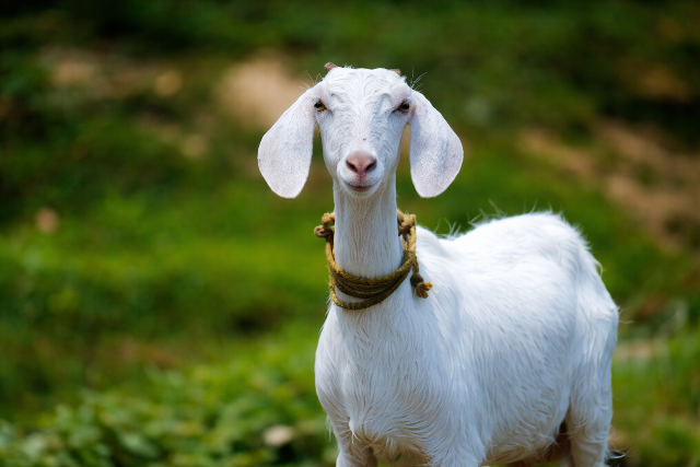 A feh�r csodaital: immuner�s�t� �s r�kmegel�z�