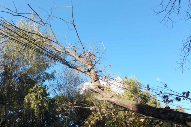 Villanyvezet�kre d�lt egy fa Zalaegerszegen