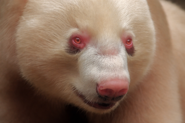 Kider�lt, hogy milyen nem� a vil�g egyetlen alb�n� pand�ja