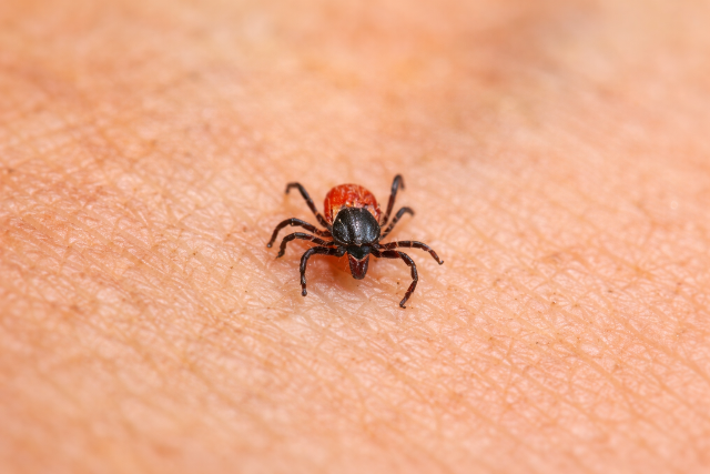 T�nyleg elpusztulnak a kullancsok a nagy hidegben?