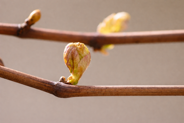 Fagyos �jszak�k akad�lyozz�k a t�l korai r�gyfakad�st
