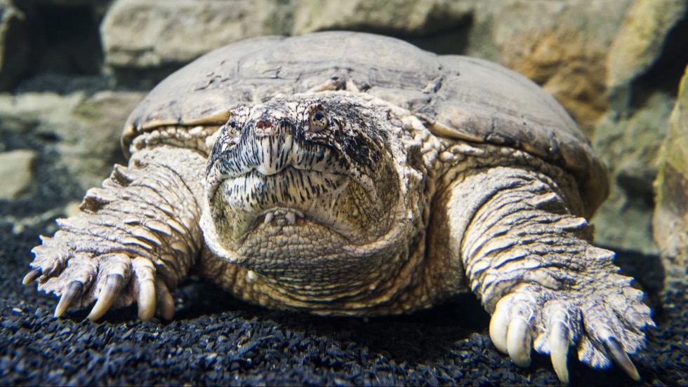 Különösen veszélyes állat bukkant fel a Balatonnál Különösen veszélyes állat bukkant fel a Balatonnál