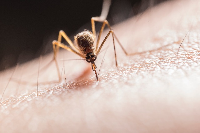 Vészesen elszaporodhatnak a szúnyogok idén nyárra