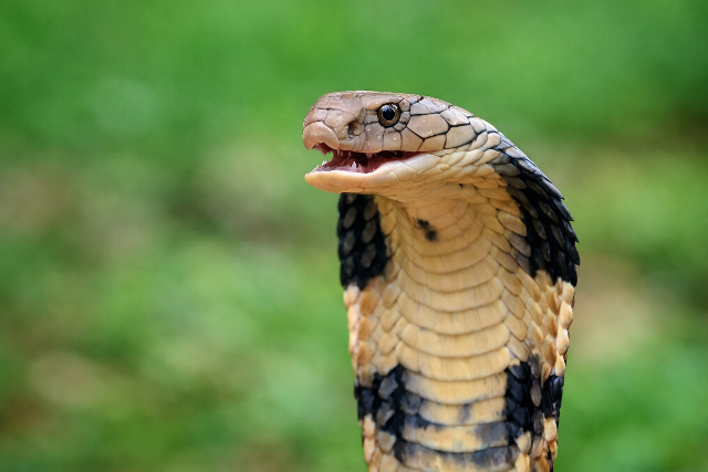 M�rges k�gy� bukkant fel a pil�taf�lk�ben: k�nyszerlesz�ll�st kellett v�grehajtania egy rep�l�g�pnek