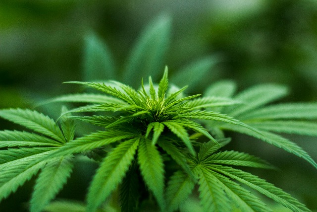 Vádat emeltek egy zalai férfi ellen, aki kannabiszt termesztett Vádat emeltek egy zalai férfi ellen, aki kannabiszt termesztett