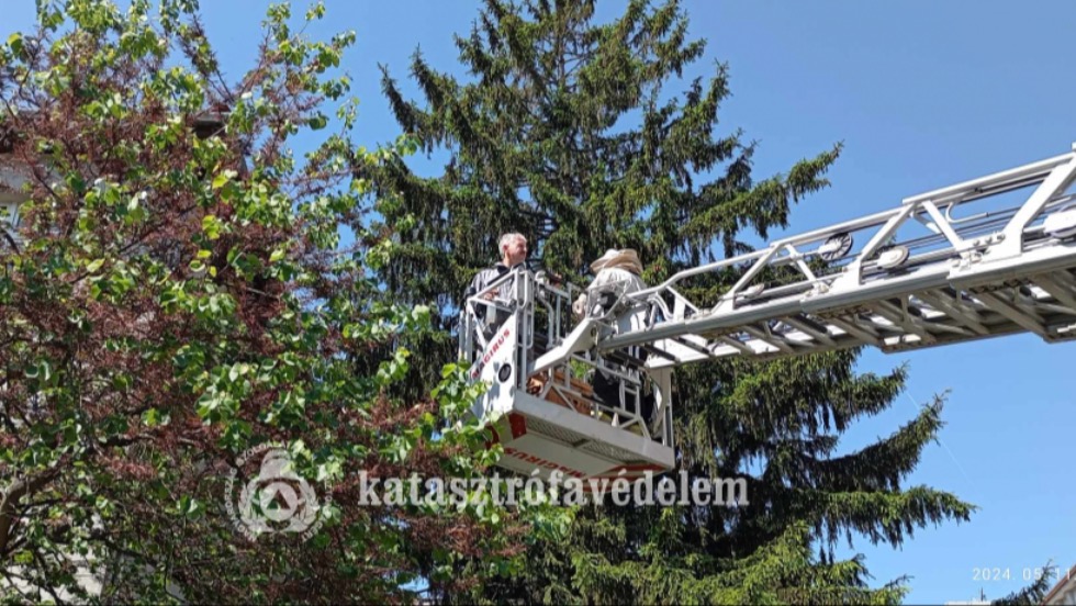 Méhraj telepedett meg egy fán a zalaegerszegi kórház udvarán Méhraj telepedett meg egy fán a zalaegerszegi kórház udvarán
