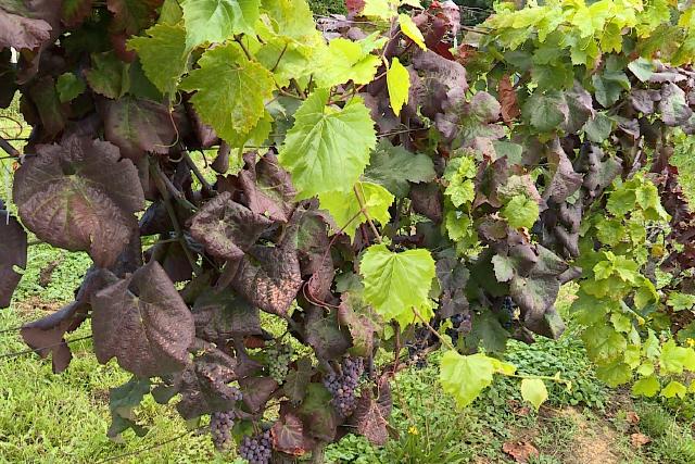 Vesz�lyben a sz�l��ltetv�nyek �s a bortermel�s 