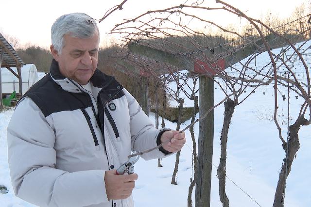 Vince-nap: t�li megfigyel�sek a sz�l�ben