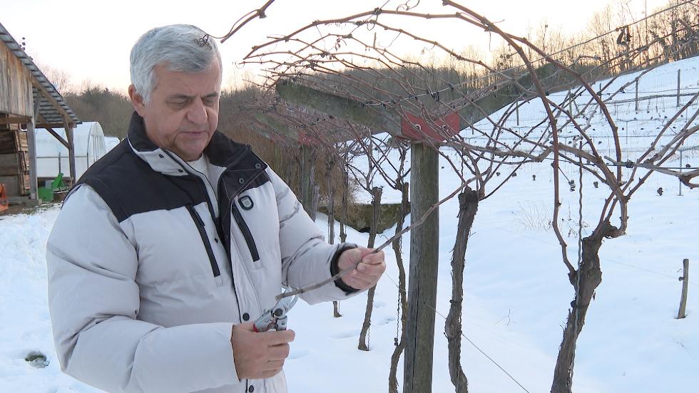 Vince-nap: téli megfigyelések a szőlőben Vince-nap: téli megfigyelések a szőlőben