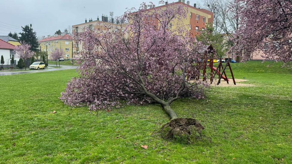 Kidőlt fák, leszakadt vezetékek és baleset is adott munkát a zalai tűzoltóknak Kidőlt fák, leszakadt vezetékek és baleset is adott munkát a zalai tűzoltóknak