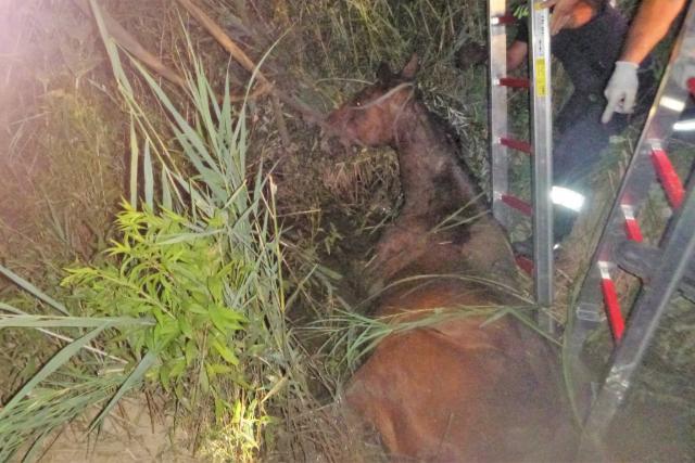 Lovat mentettek a zalaegerszegi tűzoltók Lovat mentettek a zalaegerszegi tűzoltók