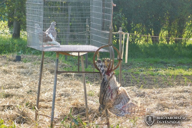 Héját fogott el a tiltott csapdával a zalaegerszegi férfi – orvvadászat és állatkínzás miatt felel Héját fogott el a tiltott csapdával a zalaegerszegi férfi – orvvadászat és állatkínzás miatt felel