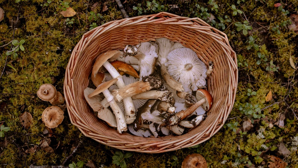 Ismét szakértő vizsgálja a gombákat a zalaegerszegi piacon Ismét szakértő vizsgálja a gombákat a zalaegerszegi piacon