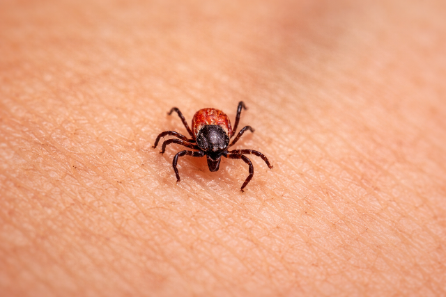 Elkezd�d�tt a kullancsszezon, c�lszer� beszerezni n�h�ny dolgot a v�dekez�shez