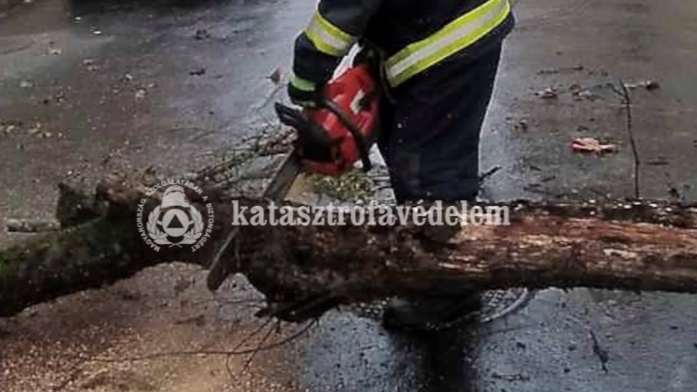 Úttestre dőlt fa okozott forgalmi akadályt Zalaegerszegen Úttestre dőlt fa okozott forgalmi akadályt Zalaegerszegen