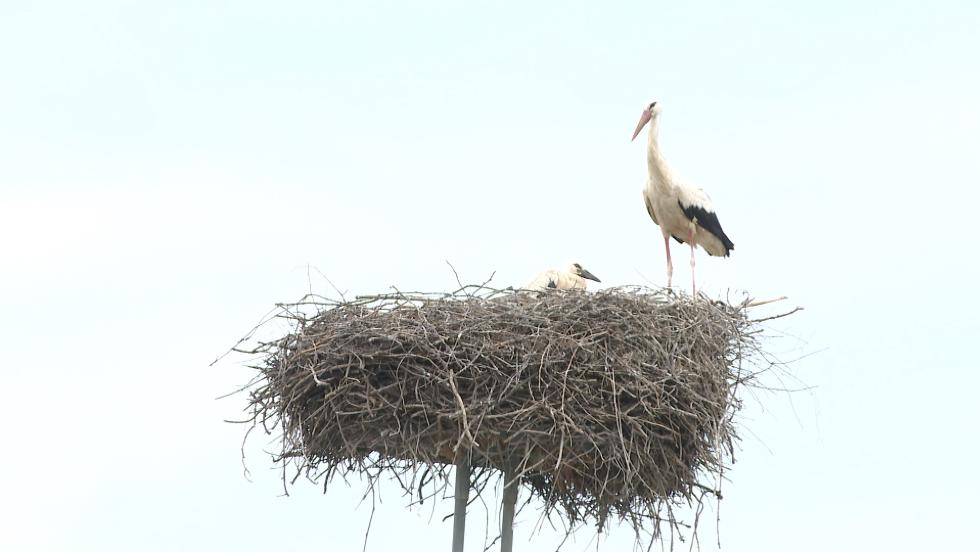 Gyűrűzték a zalaegerszegi gólyákat Gyűrűzték a zalaegerszegi gólyákat