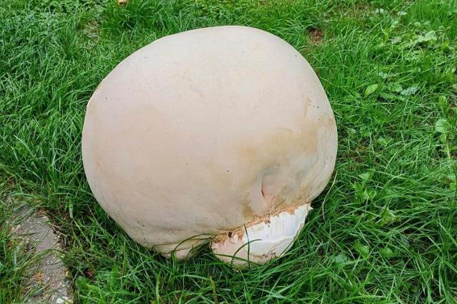 Gigantikus gomba termett Zalában Gigantikus gomba termett Zalában