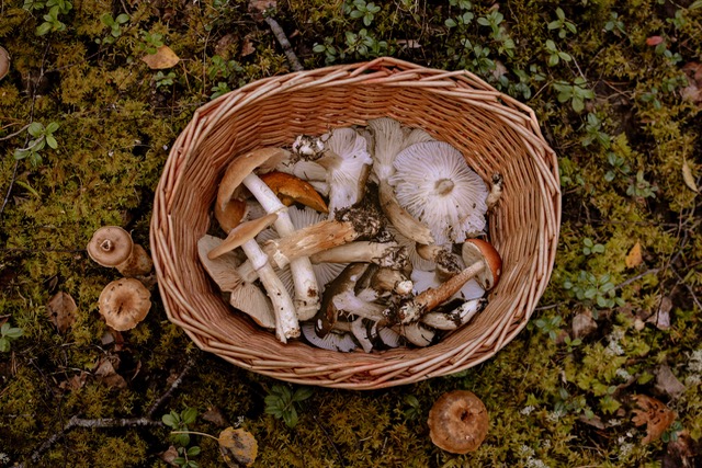 Ismét szakértő vizsgálja a gombákat a zalaegerszegi piacon Ismét szakértő vizsgálja a gombákat a zalaegerszegi piacon