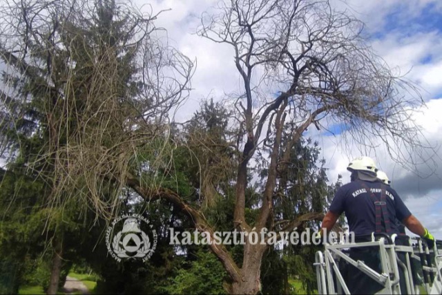 Letrt fagakat s kiszradt ft tvoltottak el a tzoltk Zalaegerszegen