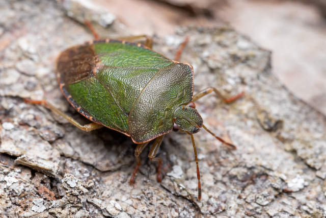 Poloskainv�zi�t hoz a ny�ri meleg