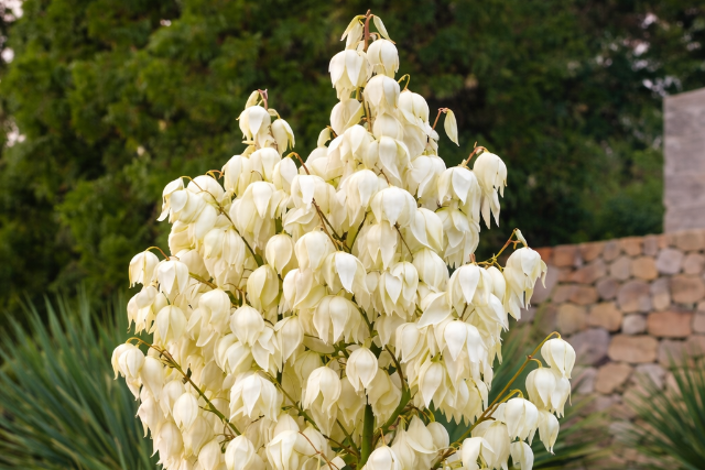 5 alacsony ig�ny� vir�g, ami gy�ny�r�v� var�zsolja a kertet ny�ron