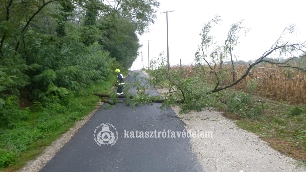 Villanyvezetékre dőlt egy fa Zalaegerszegen Villanyvezetékre dőlt egy fa Zalaegerszegen