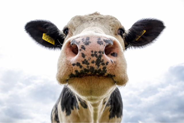 M�dosultak �s kieg�sz�ltek a ragad�s sz�j- �s k�r�mf�j�s j�rv�ny miatti int�zked�sek