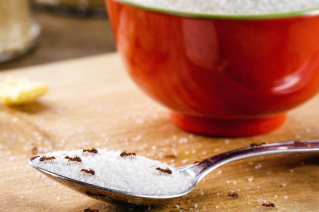 Egyszer�, kedvez� �r� �s hat�kony: ez a 700 forintos var�zsszer garant�ltan elriasztja a hangy�kat, t�bb� nem kell agg�dnia miattuk! 