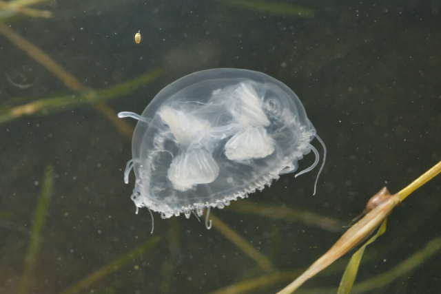 Med�z�k jelentek meg a Dun�ban