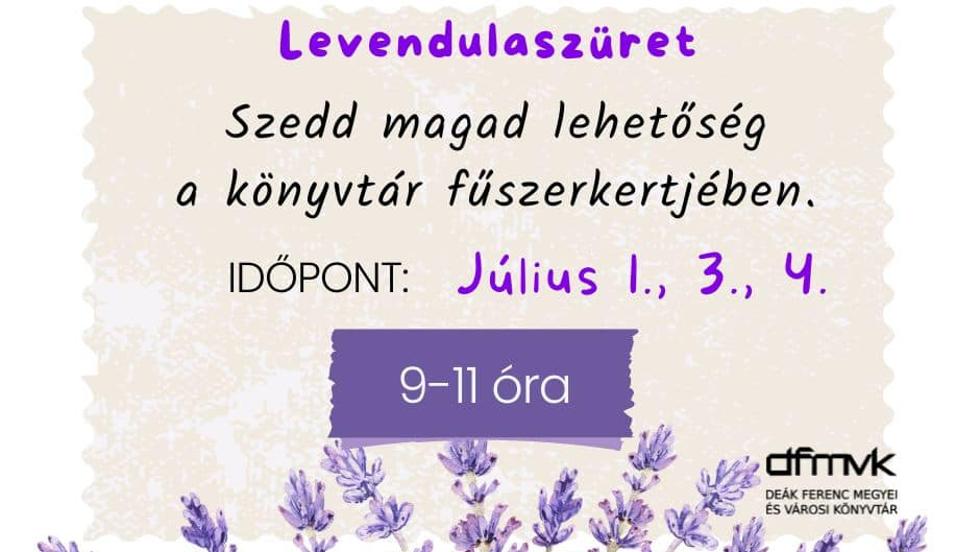 Levendulaszüret a könyvtár fűszerkertjében Levendulaszüret a könyvtár fűszerkertjében
